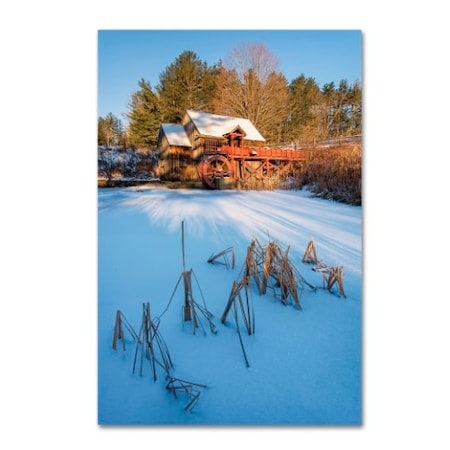 Michael Blanchette Photography 'Pond Grasses' Canvas Art,22x32